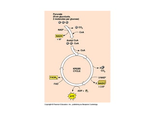 Honors ~ Cellular respiration & photosytnesis 1213