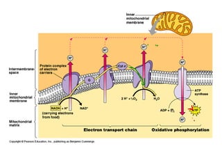 Honors ~ Cellular respiration & photosytnesis 1213
