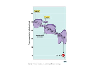 Honors ~ Cellular respiration & photosytnesis 1213