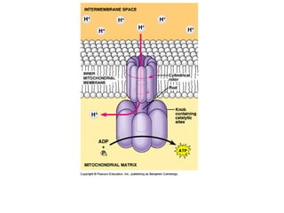 Honors ~ Cellular respiration & photosytnesis 1213