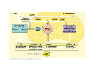 Honors ~ Cellular respiration & photosytnesis 1213