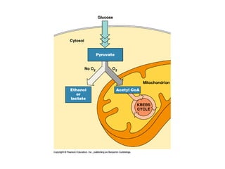 Honors ~ Cellular respiration & photosytnesis 1213