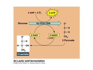 Honors ~ Cellular respiration & photosytnesis 1213