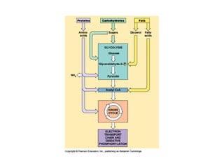 Honors ~ Cellular respiration & photosytnesis 1213
