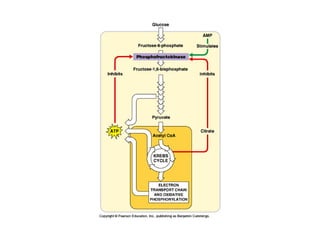 Honors ~ Cellular respiration & photosytnesis 1213