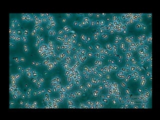 Honors ~ Cellular respiration & photosytnesis 1213