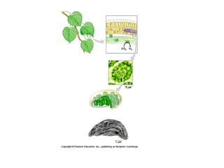Honors ~ Cellular respiration & photosytnesis 1213