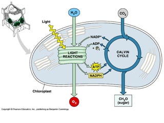 Honors ~ Cellular respiration & photosytnesis 1213