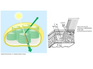 Honors ~ Cellular respiration & photosytnesis 1213
