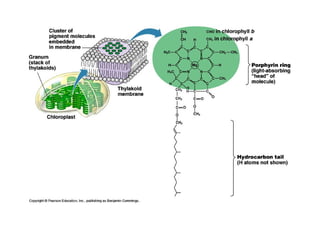 Honors ~ Cellular respiration & photosytnesis 1213