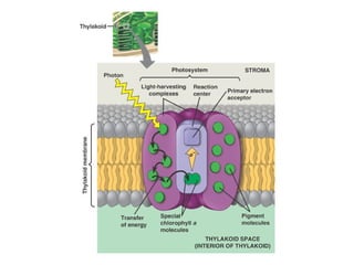 Honors ~ Cellular respiration & photosytnesis 1213