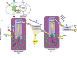 Honors ~ Cellular respiration & photosytnesis 1213