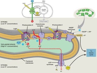 Honors ~ Cellular respiration & photosytnesis 1213