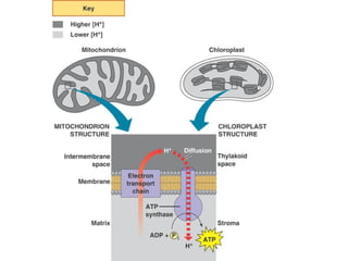 Honors ~ Cellular respiration & photosytnesis 1213