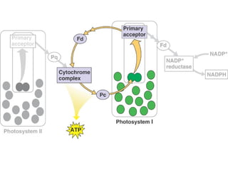 Honors ~ Cellular respiration & photosytnesis 1213