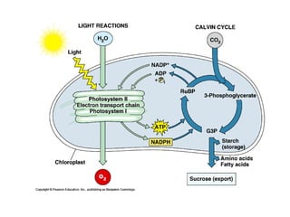 Honors ~ Cellular respiration & photosytnesis 1213