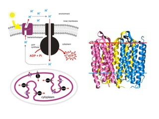 Honors ~ Cellular respiration & photosytnesis 1213