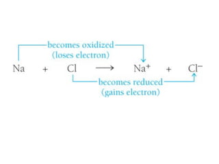 Honors ~ Cellular respiration & photosytnesis 1213