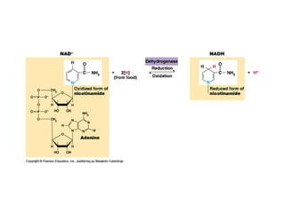 Honors ~ Cellular respiration & photosytnesis 1213