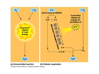 Honors ~ Cellular respiration & photosytnesis 1213