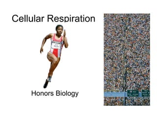 Cellular Respiration

Honors Biology

 