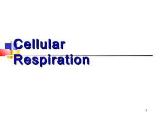 1
CellularCellular
RespirationRespiration
 