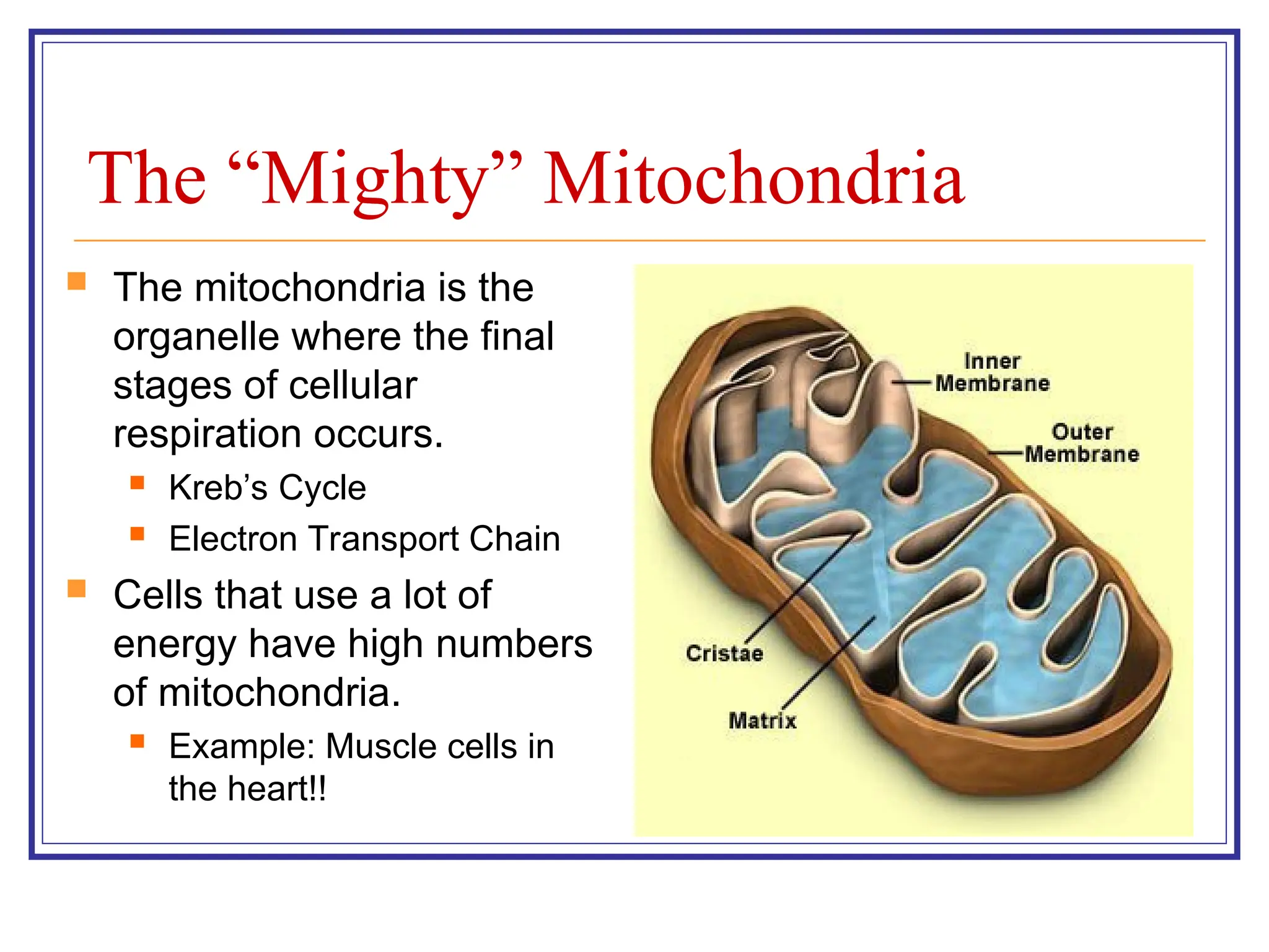 Cellular Respiration PowerPoint for secondary | PPT