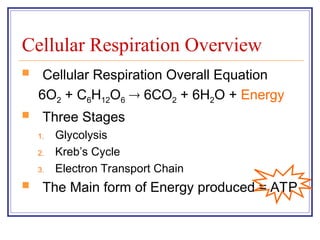 Cellular Respiration PowerPoint for secondary | PPT