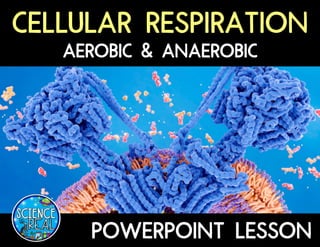 Cellular Respiration PowerPoint for HS science | PPTX
