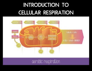 Cellular Respiration PowerPoint for HS science | PPTX
