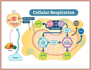 Cellular Respiration PowerPoint for HS science | PPTX