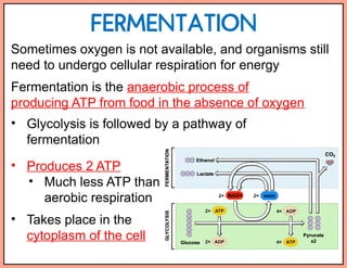 Fermentation Process In Cellular Respiration Cellular Respiration PowerPoint for HS science | PPTX