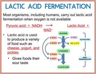 Lactic Acid Function Cellular Respiration PowerPoint for HS science | PPTX