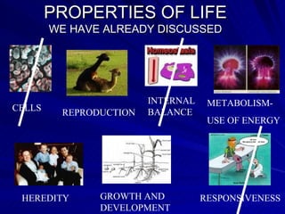 PROPERTIES OF LIFE WE HAVE ALREADY DISCUSSED CELLS REPRODUCTION METABOLISM-  USE OF ENERGY HEREDITY RESPONSIVENESS GROWTH AND DEVELOPMENT INTERNAL BALANCE 