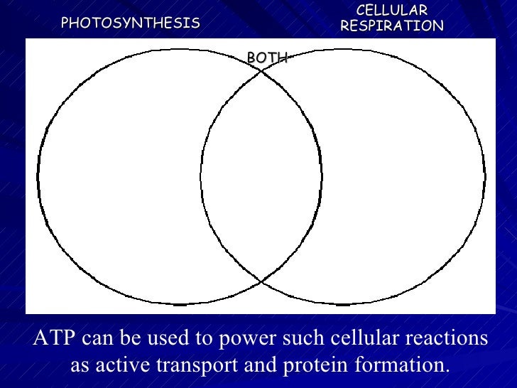cellular respiration powerpoint unit 5 continued revised2006 venn diagram of photosynthesis and cellular respiration