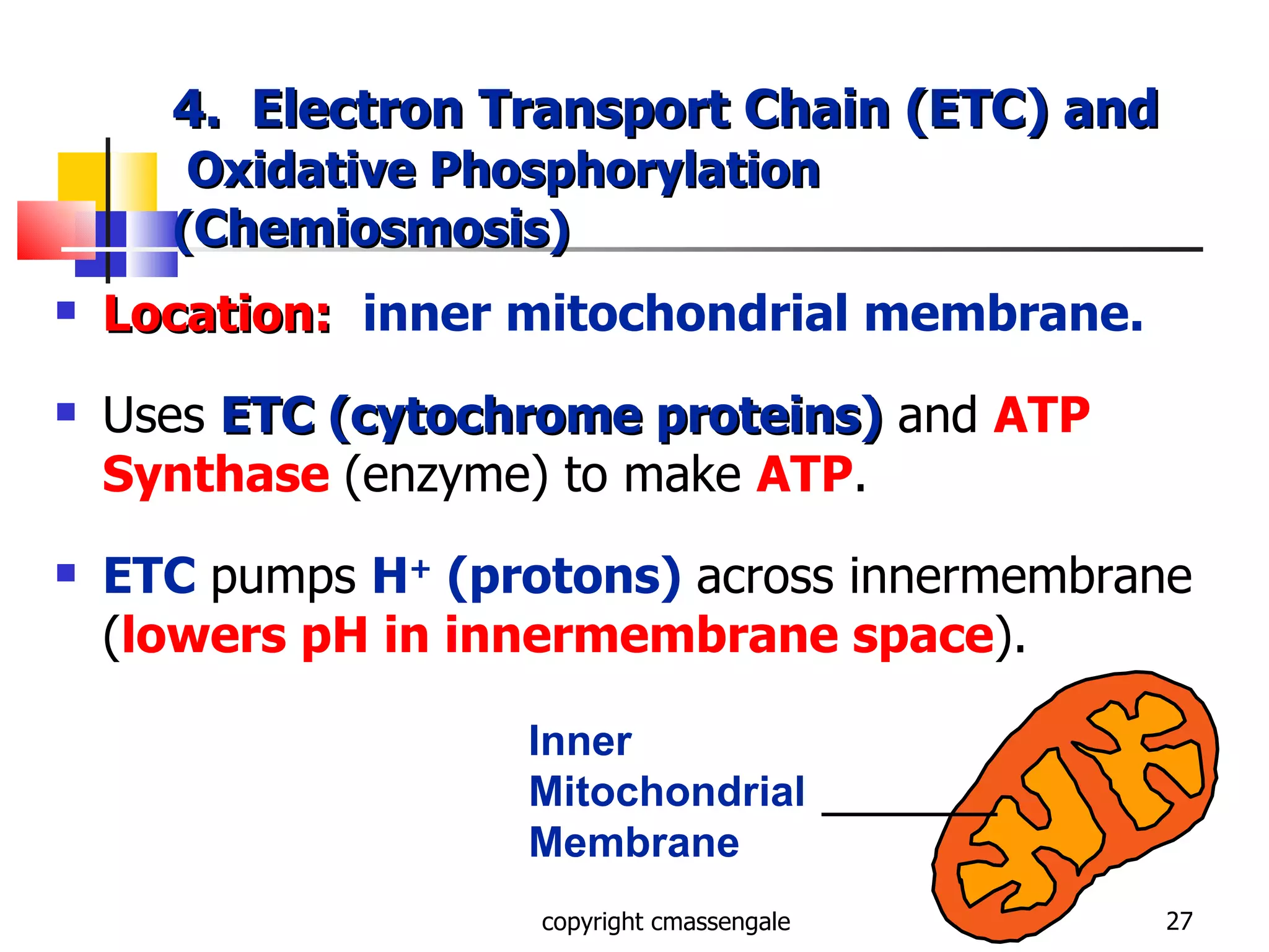Cellular respiration ppt | PPT