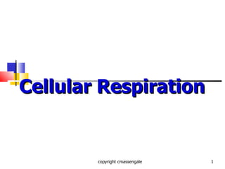 Cellular Respiration copyright cmassengale 