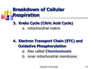 Breakdown of Cellular Respiration 3.  Krebs Cycle (Citric Acid Cycle) a.  mitochondrial matrix 4.  Electron Transport Chain (ETC) and Oxidative Phosphorylation a.  Also called  Chemiosmosis b.  inner mitochondrial membrane. copyright cmassengale 