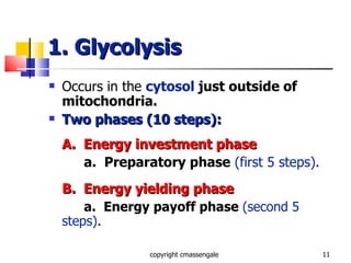 1. Glycolysis Occurs in the   cytosol  just outside of mitochondria. Two phases (10 steps): A.  Energy investment phase a.  Preparatory phase   (first 5 steps) . B.  Energy yielding phase a.  Energy payoff phase  (second 5 steps) . copyright cmassengale 