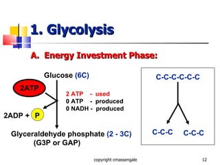 1. Glycolysis A.  Energy Investment Phase: copyright cmassengale Glucose  (6C) Glyceraldehyde phosphate  (2 - 3C) (G3P or GAP) 2 ATP  -  used 0 ATP  -  produced 0 NADH -  produced 2ATP 2ADP + P C-C-C-C-C-C C-C-C C-C-C 