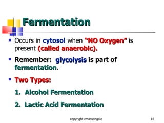 Fermentation  Occurs in  cytosol  when  “NO Oxygen”   is present  (called anaerobic). Remember:  glycolysis  is part of  fermentation . Two Types: 1. Alcohol Fermentation 2.  Lactic Acid Fermentation copyright cmassengale 