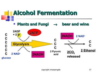 Alcohol Fermentation Plants and Fungi    beer and wine copyright cmassengale glucose Glycolysis C C C C C C C C C 2 Pyruvic acid 2ATP 2ADP + 2 2NADH P 2 NAD + C C 2 Ethanol 2CO 2 released 2NADH 2 NAD + 