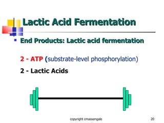 Lactic Acid Fermentation End Products: Lactic acid fermentation 2 - ATP  ( substrate-level phosphorylation) 2 - Lactic Acids copyright cmassengale 