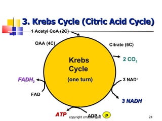 3. Krebs Cycle (Citric Acid Cycle) copyright cmassengale Krebs Cycle 1 Acetyl CoA (2C) 3 NAD + 3 NADH FAD FADH 2 ATP ADP + P (one turn) OAA (4C) Citrate (6C) 2 CO 2 