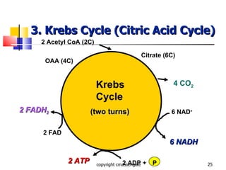 3. Krebs Cycle (Citric Acid Cycle) copyright cmassengale Krebs Cycle 2 Acetyl CoA (2C) 6 NAD + 6 NADH 2 FAD 2 FADH 2 2 ATP 2 ADP + P (two turns) OAA (4C) Citrate (6C) 4 CO 2 