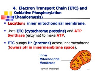 4.  Electron Transport Chain (ETC) and   Oxidative Phosphorylation ( Chemiosmosis ) Location:   inner mitochondrial membrane. Uses  ETC (cytochrome proteins)  and  ATP   Synthase   (enzyme) to make  ATP . ETC   pumps  H +  (protons)  across innermembrane ( lowers pH in innermembrane space ). copyright cmassengale Inner Mitochondrial Membrane 