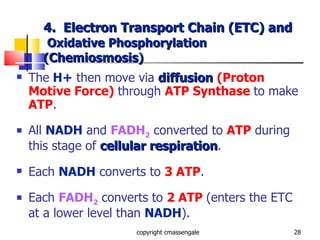 4.  Electron Transport Chain (ETC) and   Oxidative Phosphorylation ( Chemiosmosis ) The   H+   then move via  diffusion   (Proton Motive Force)  through  ATP Synthase  to make  ATP . All  NADH  and  FADH 2   converted to  ATP  during this stage of  cellular respiration . Each  NADH  converts to  3 ATP . Each  FADH 2  converts to  2 ATP  (enters the ETC at a lower level than  NADH ). copyright cmassengale 