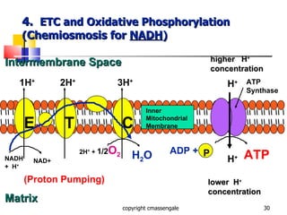 4.  ETC and Oxidative Phosphorylation ( Chemiosmosis for  NADH ) copyright cmassengale NADH +  H + ATP Synthase 1H + 2H + 3H + higher  H + concentration H + ADP +  ATP lower  H + concentration H + (Proton Pumping) P E T C NAD+ 2H +  +  1/2 O 2 H 2 O Intermembrane Space Matrix Inner Mitochondrial Membrane 