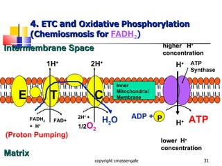 4.  ETC  and  Oxidative Phosphorylation (Chemiosmosis for  FADH 2 ) copyright cmassengale FADH 2 +  H + ATP Synthase 1H + 2H + higher  H + concentration H + ADP +  ATP lower  H + concentration H + (Proton Pumping) P E T C FAD+ 2H +  +  1/2 O 2 H 2 O Intermembrane Space Matrix Inner Mitochondrial Membrane 
