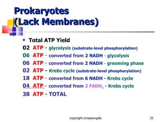 Prokaryotes (Lack Membranes) Total ATP Yield 02  ATP  -  glycolysis   (substrate-level phosphorylation) 06   ATP  -  converted from  2 NADH  -  glycolysis 06  ATP   -  converted from  2 NADH  -  grooming phase 02  ATP  -  Krebs cycle  (substrate-level phosphorylation) 18  ATP   -  converted from  6   NADH  -  Krebs cycle 04   ATP  -  converted from  2 FADH 2   -  Krebs cycle 38  ATP  - TOTAL copyright cmassengale 